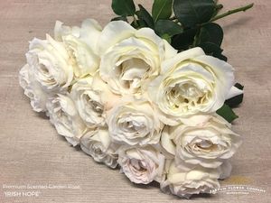 ROSE IRISH HOPE 50